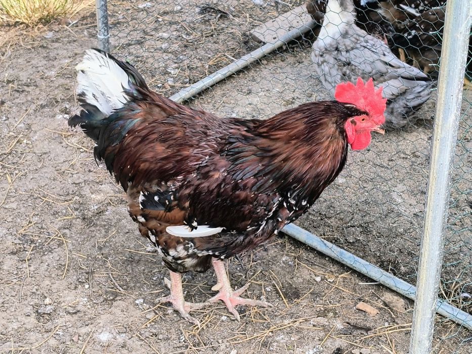 Vand cocosei Sussex Portelan