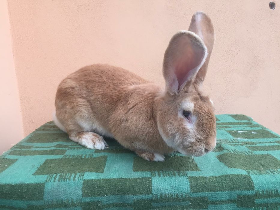 Vând iepuri hycole francez și fluture german