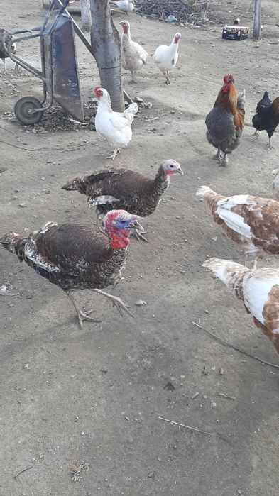 Prodavam  mladi gaski i mladi misiri