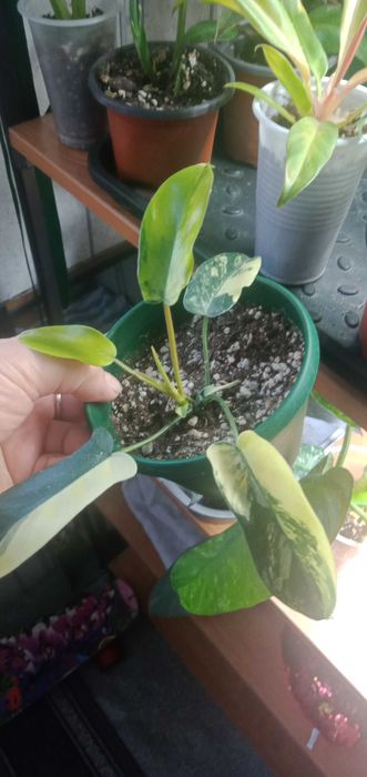 Филодендрон меджик Маск