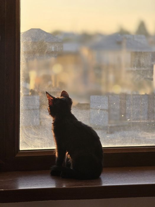 Отдам кота в хорошие руки