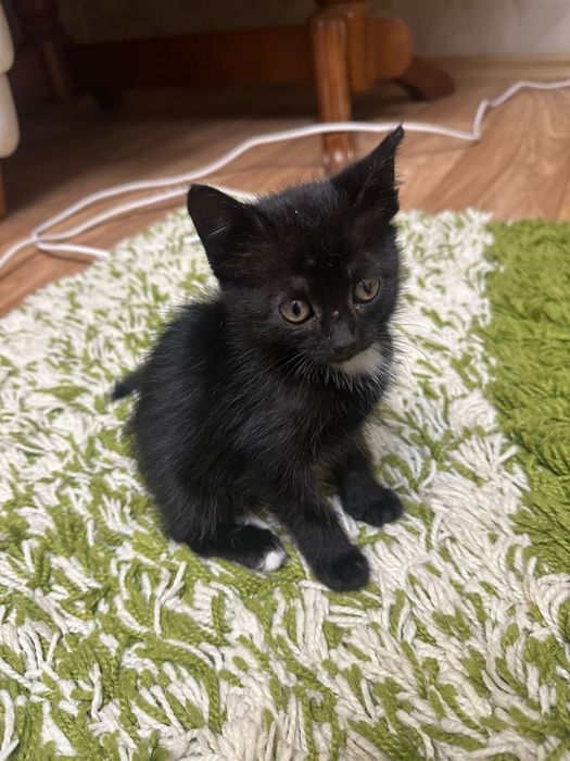 котенок девочка, ищет себе добрую семью