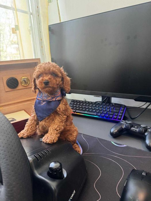 Pudel-Poodle-Caniche toy superb ca o jucarie de plus