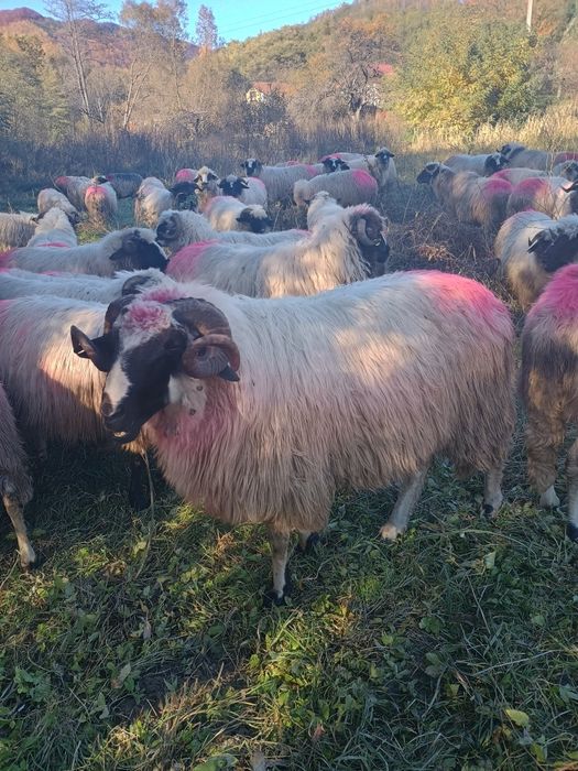 Mior breaz de vânzare