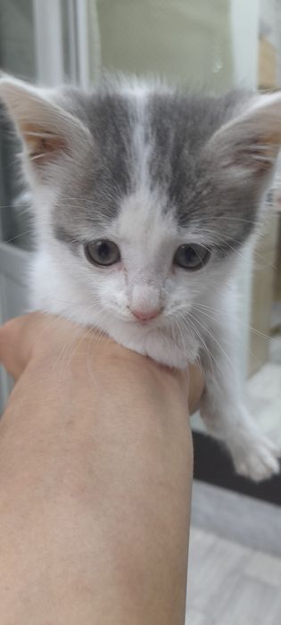 Котенок девочка в орошие руки