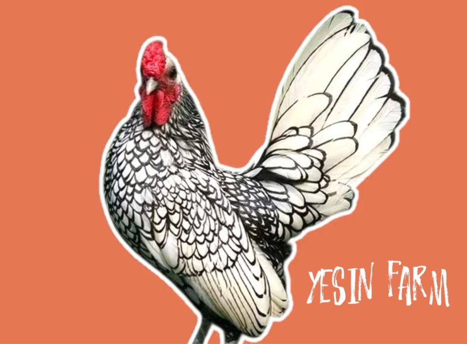 Породные куры инкубационные яйца под заказ редкие породы