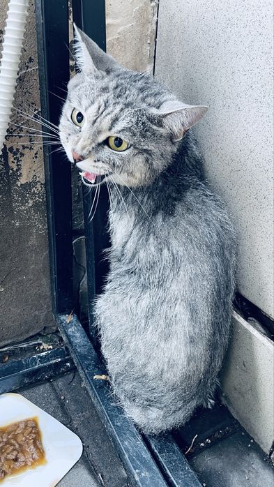 Нашелся кот домашний