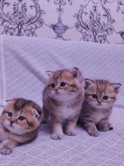 Британские котята шиншилла