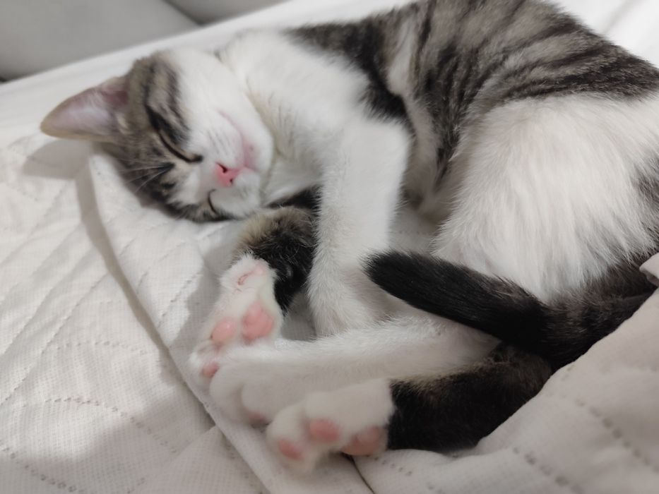 Отдам котенка в добрые руки