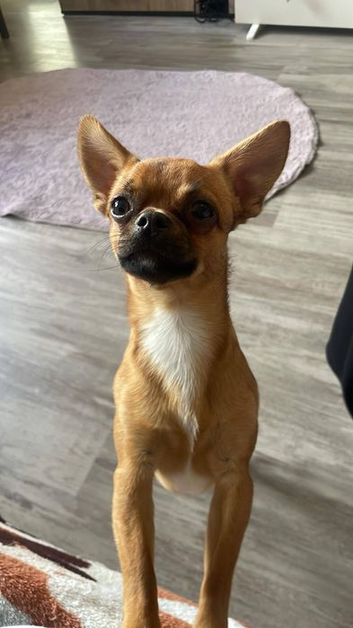 ‼️Изгубено куче в Пловдив‼️Възнаграждение‼️