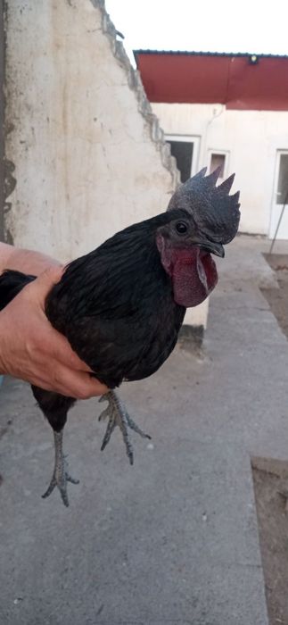 Ухейилюй парода  питух