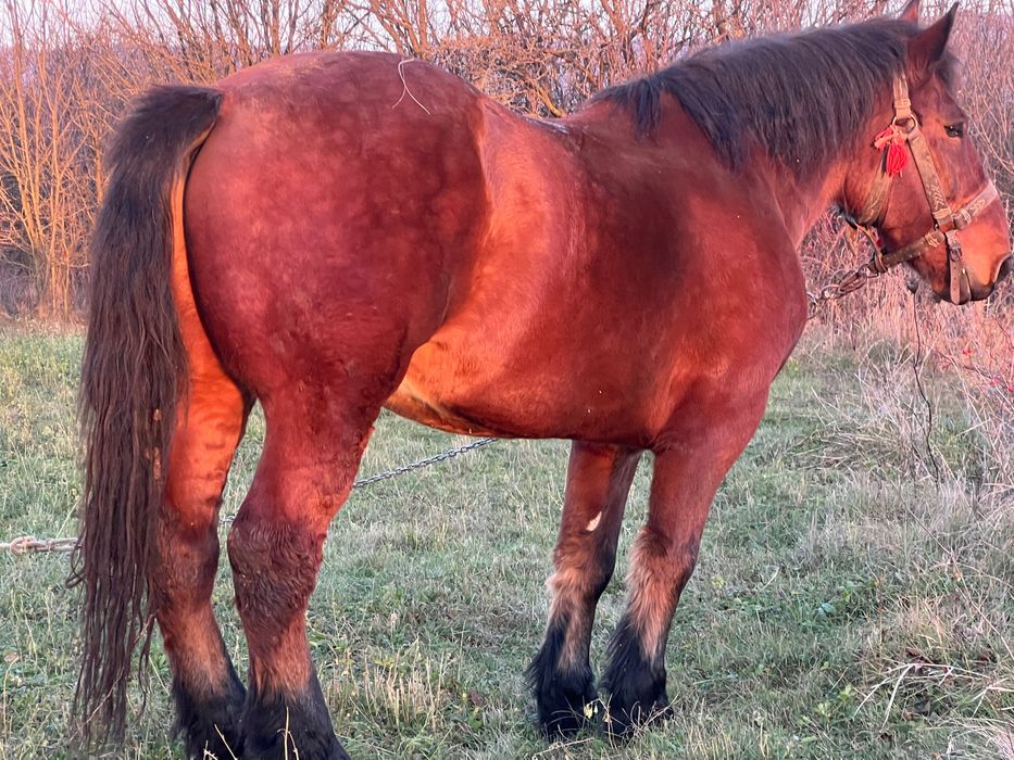 Vand armasar in varsta de 7 ani