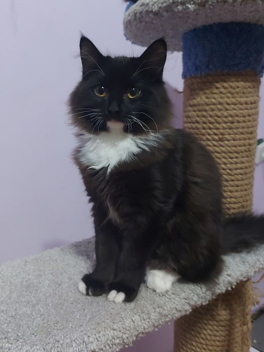 ПОМОГИТЕ найти Кота!!