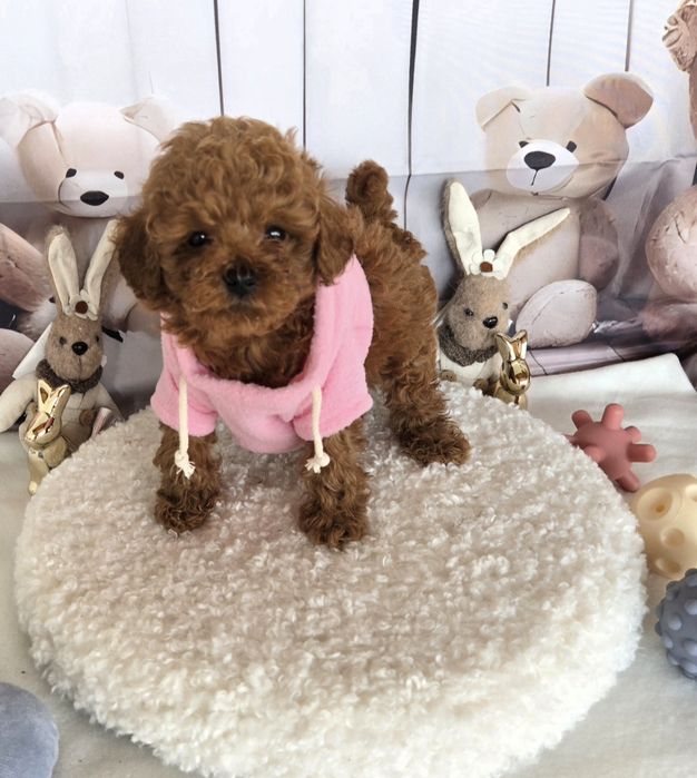 Пудел той / Poodle toy с документ за произход