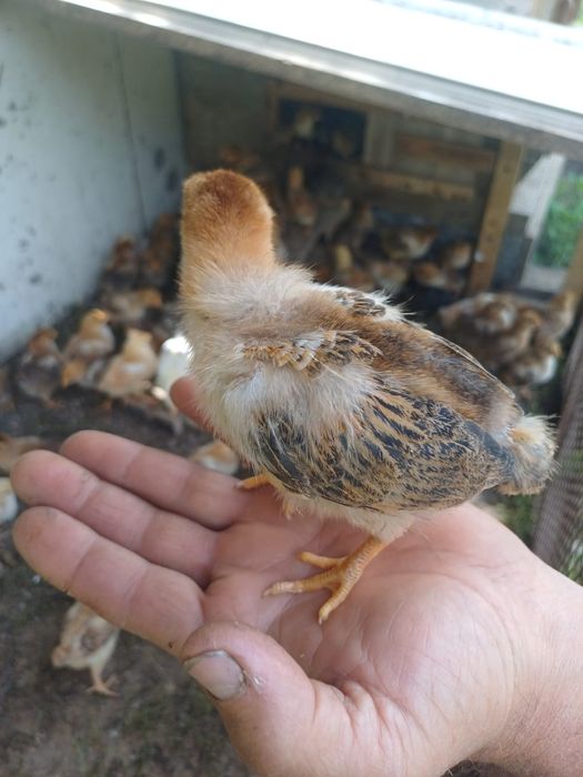 Продам циплят кученской породы