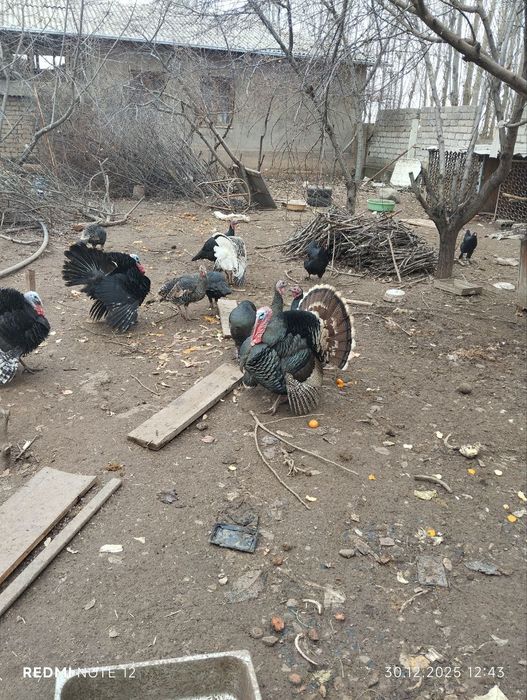 Продаётся индюк самец !! Erkak kurka sotiladi !!