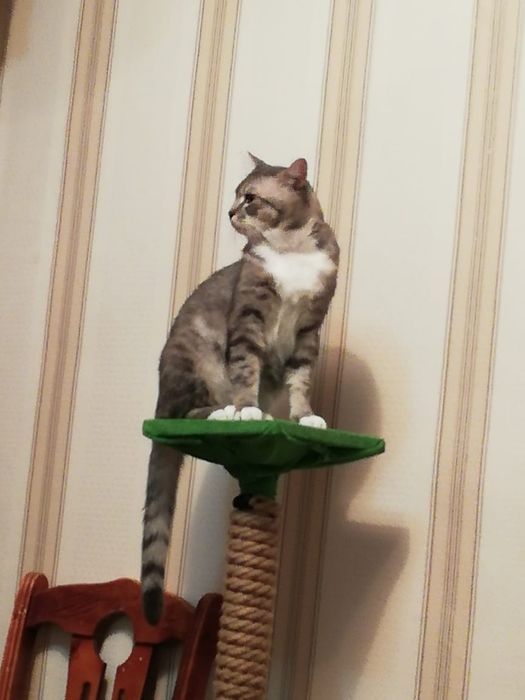 Отдам кота в хорошие руки