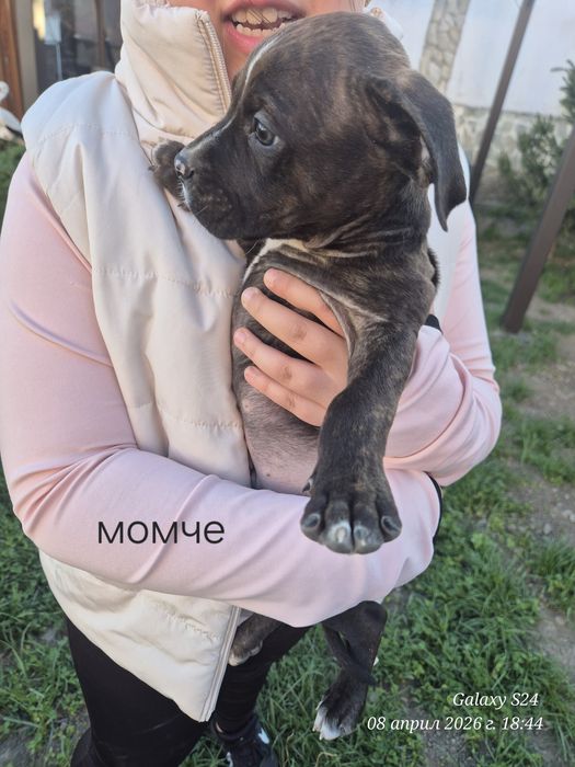 Малки Бебета питбули