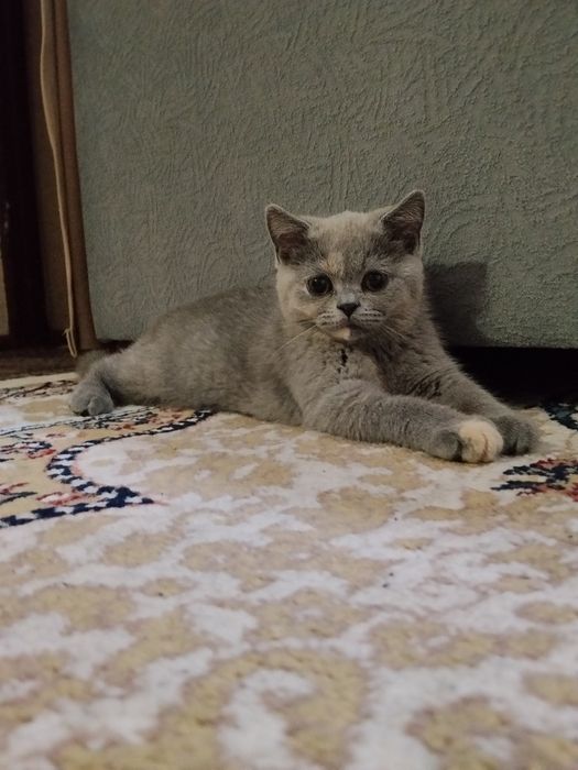 Британские котята