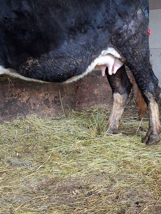 Vand sau schimb cu vacă de Tăiere