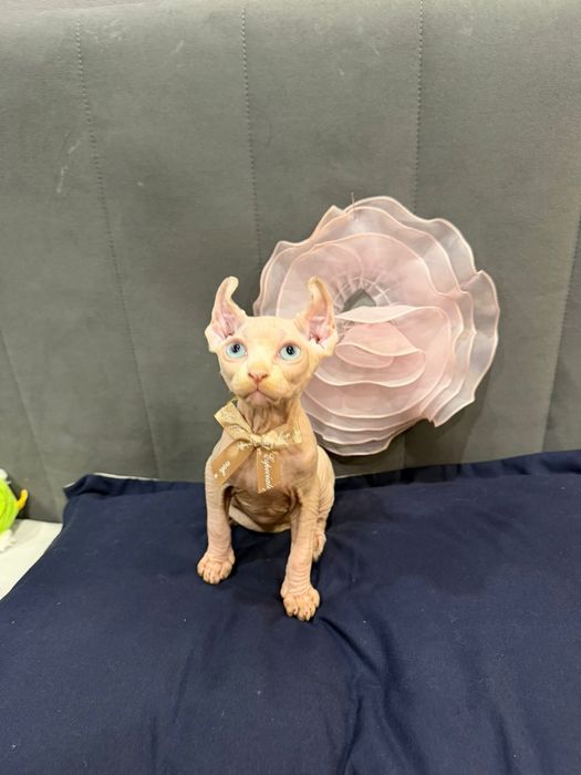 Шикарные сфинксы бамбино и эльф