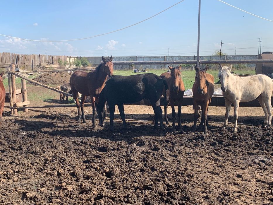 Продам лошадей с откорма