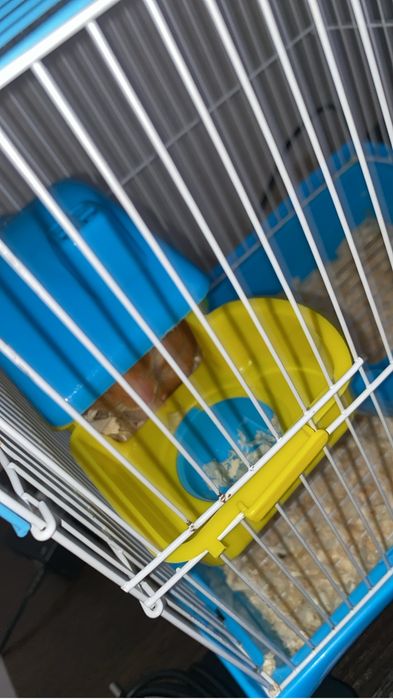 Продам хомяков 2 шт малчики - клетка и еда с наполнителям вместе