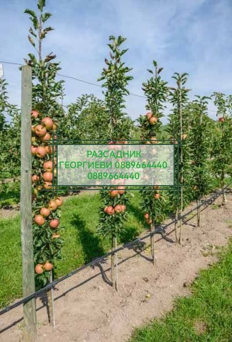 Мини (колонни) овощни дръвчета