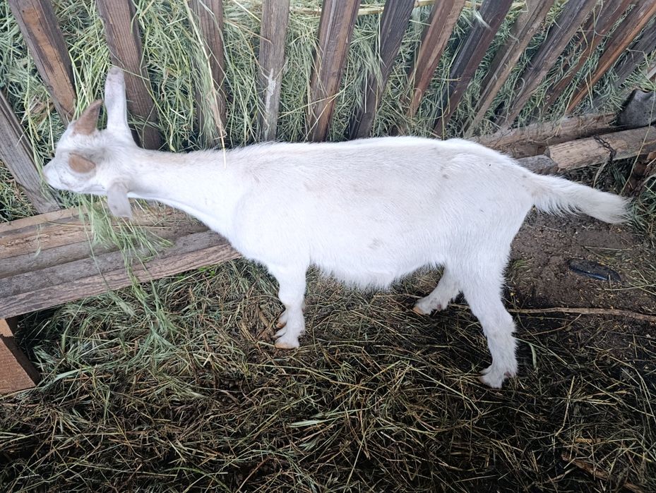 Vând țăpișor sannen
