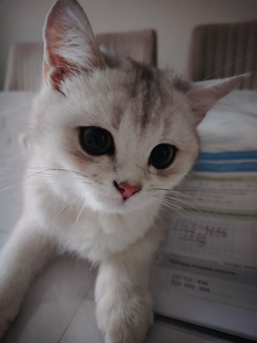 Серебристый шиншилла