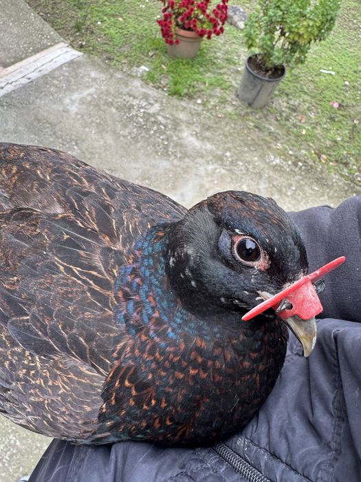 Perechi fazani comuni si tenebros