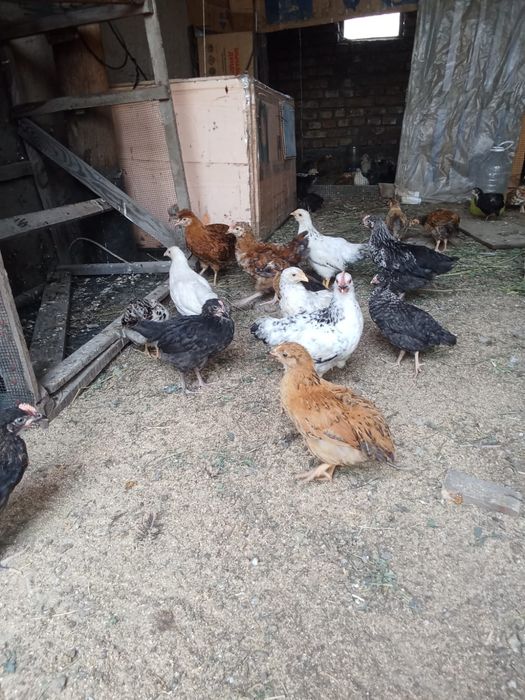 Тауық балапандары