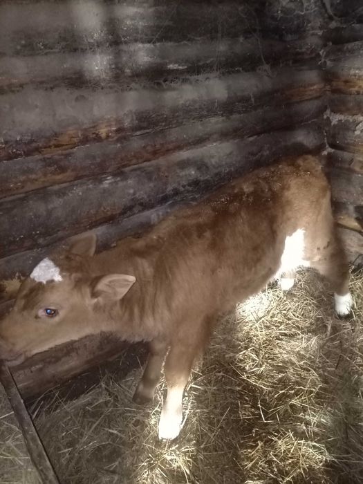 Телёнок бычок. 1 месяц