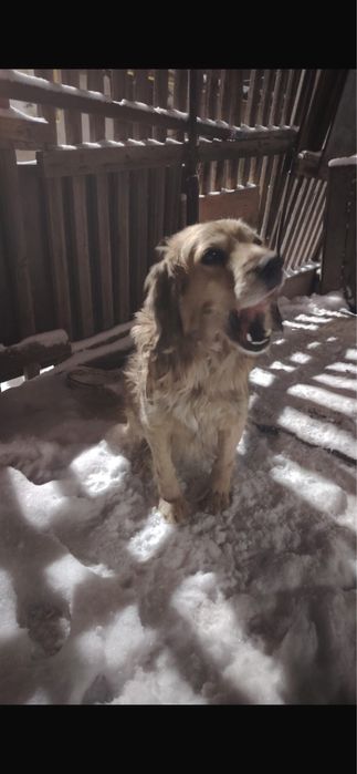 Помогите найти дом щенятам