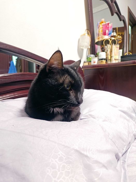 Кошка стерилизованная, умная, чистая