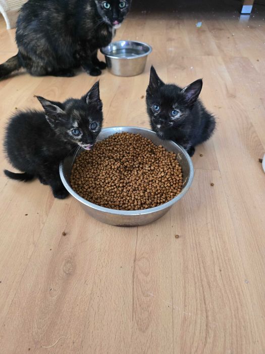 Pisoi pentru adopție