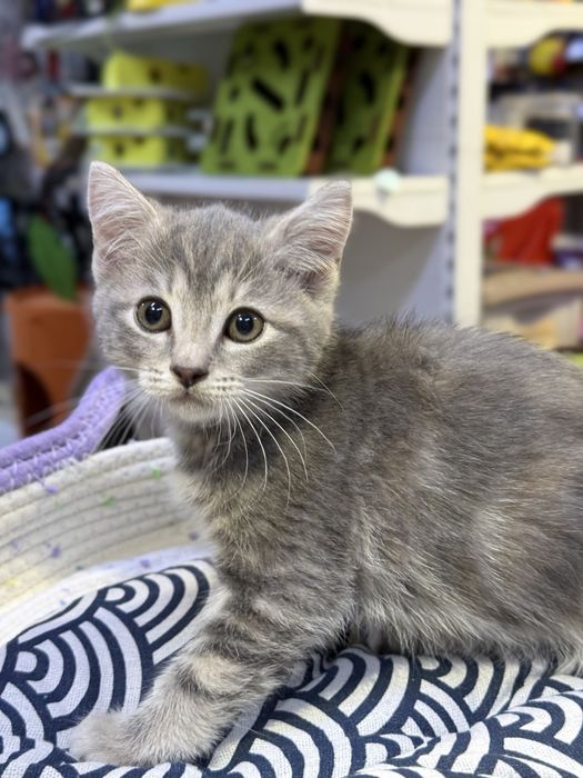 Котята полубританцы, помесь