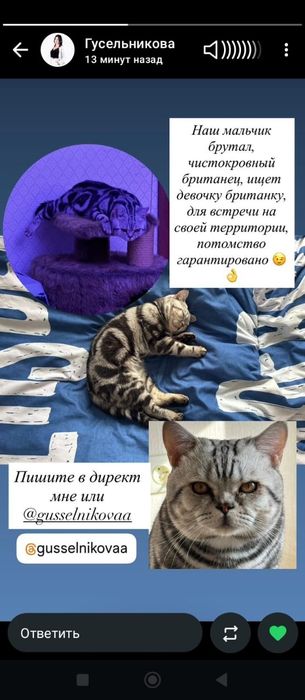 Продам котенка девочка пять месяцев