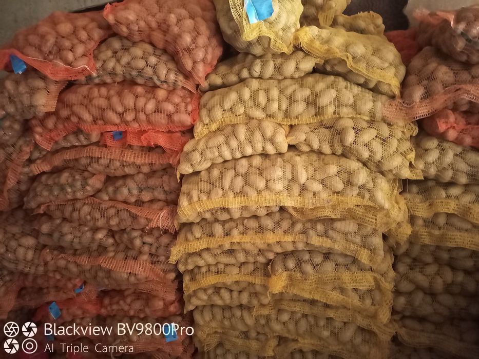 Cartofi de sămânță albi și roșii