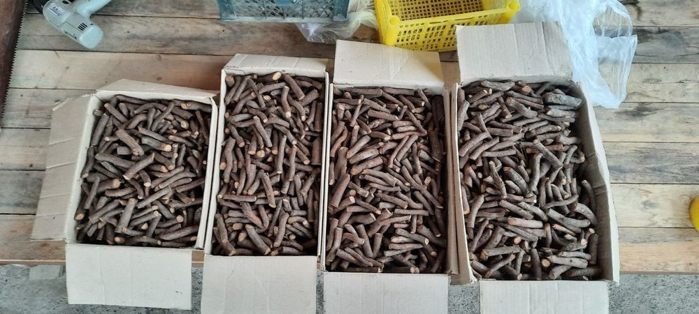 Корни и черенки павлония