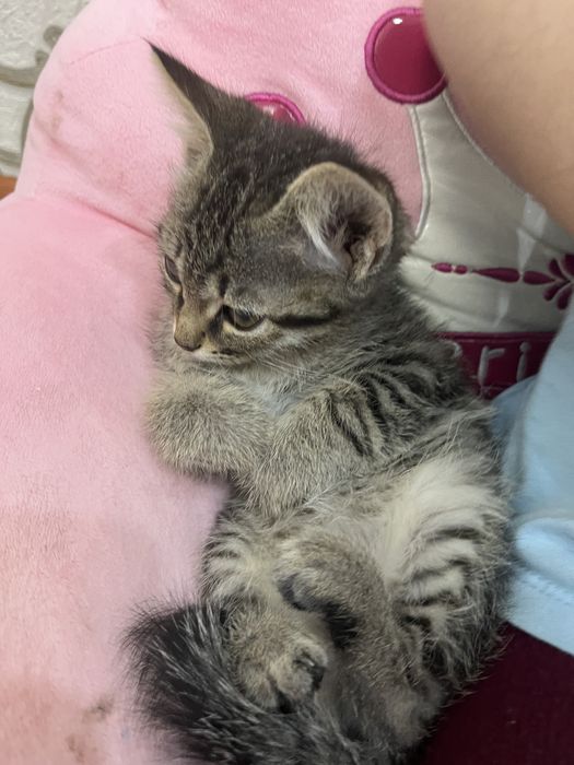 Отдам котенка в добрые руки