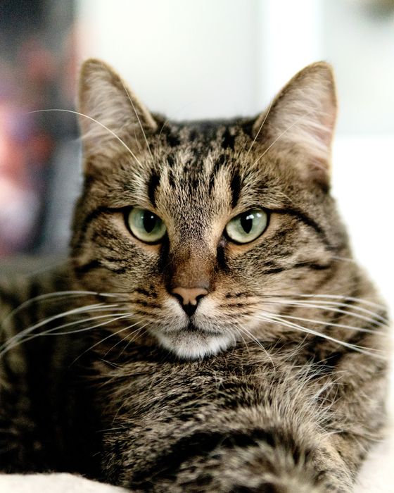 Кроткият Рико на 2,5 г. търси дом, кастриран