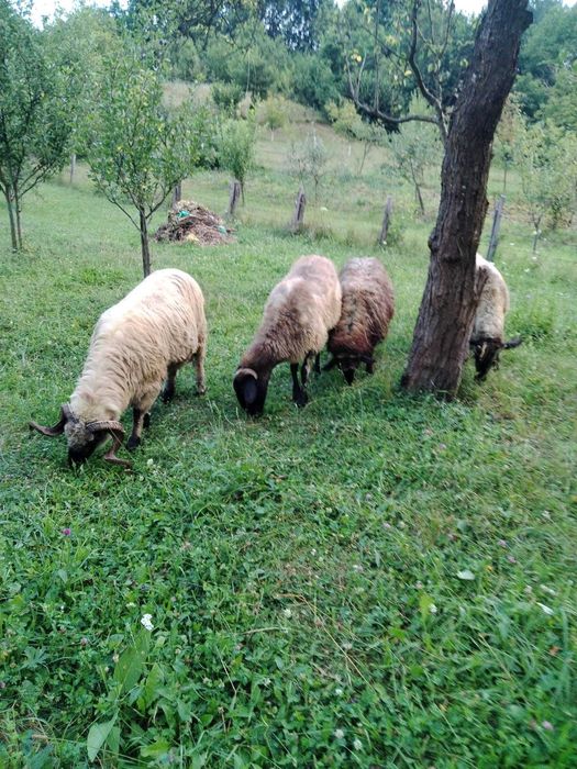 Vând 3 oi Carabașe + 1 berbec rasa Țurcan – sănătoase, bine întreținute