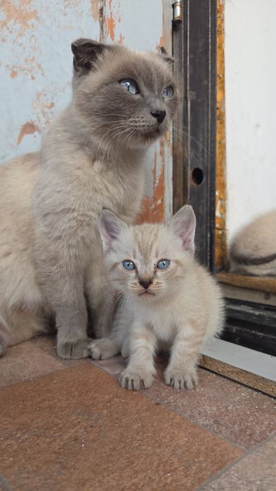 Котята даром веслоухие
