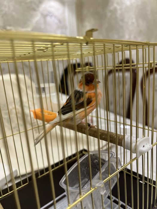 Kanareyka Nar mazayka ola cipor