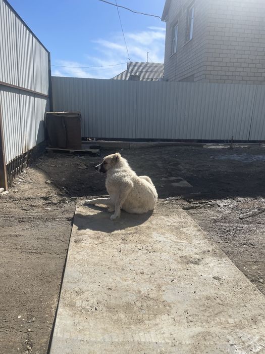 Қазақы төбеттің тұқымы