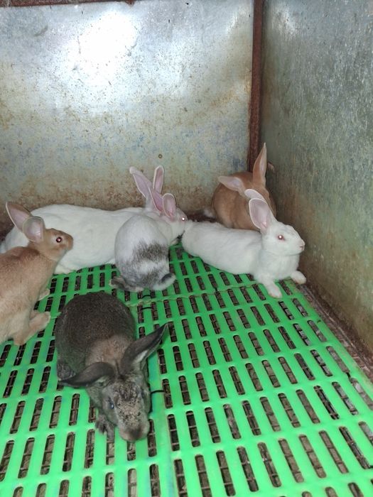 Iepuri de vanzare!