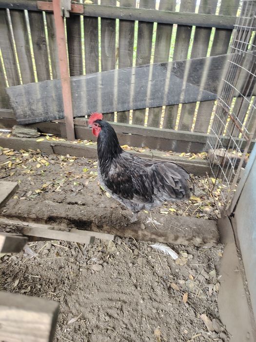 Vând cocos Australorp albastru