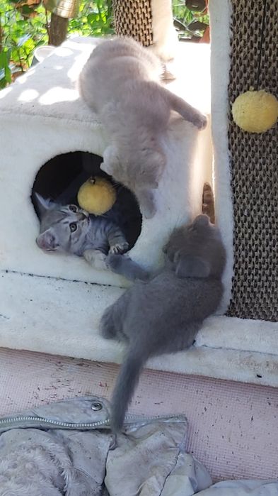 Шотландски клепоухи