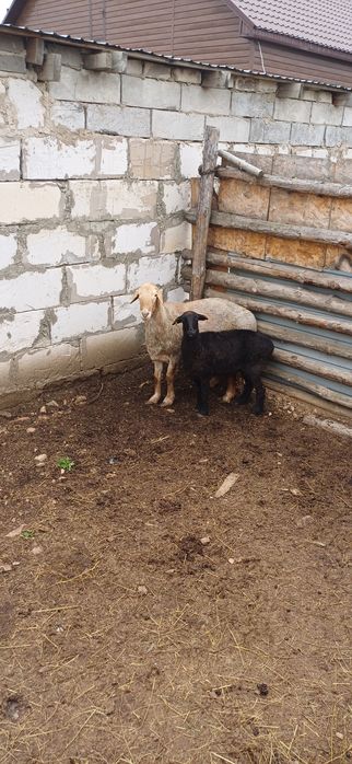 Қошқар мен тоқты